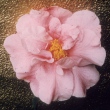 Patricia Coull